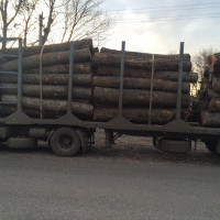 Крадіжка ділової деревини в Ананьївському районі
